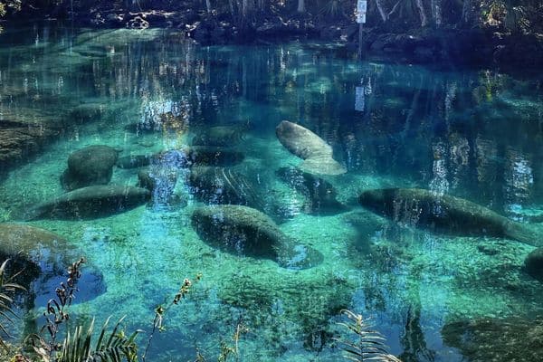 Blog images-manatees in florida keys springs