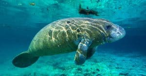The 10 Best Locations To See Manatees In Florida Keys | Florida Keys