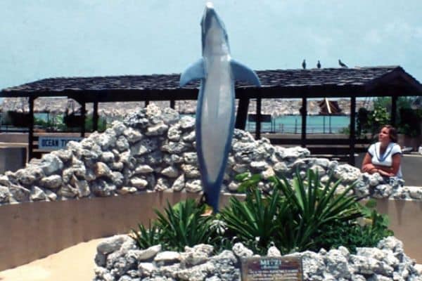 Rehabilitated dolphin arrives at Florida Keys facility