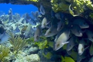 Kayaking In Key Largo: A Fun Way To Explore The Waters | Florida Keys ...