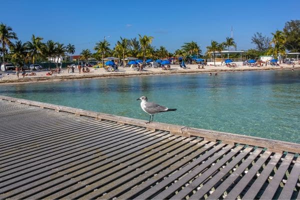 Dog Friendly Beaches in the Keys: A Guide for Pet Lovers