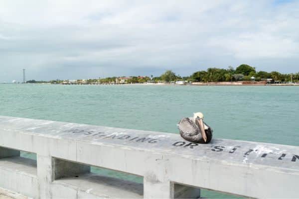 florida keys birding hotspots