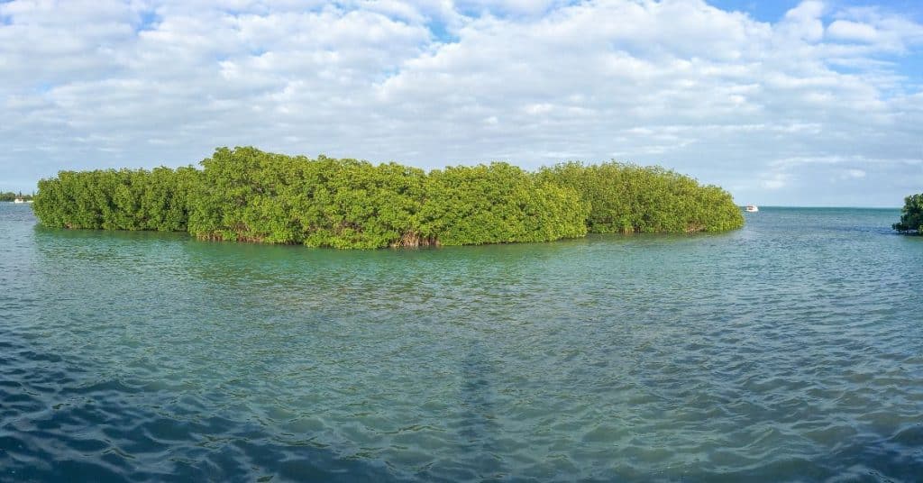 mangroves in key west