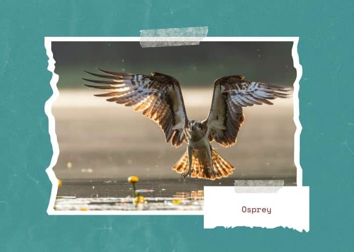 osprey