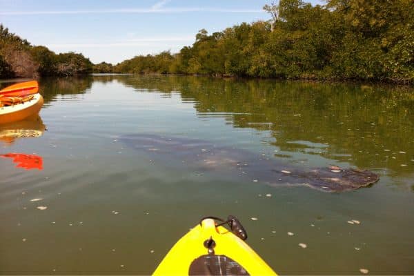 manatee mangroves in key largo